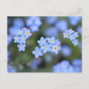 Recherche de myosotis de cartes postales Fleurs