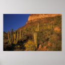 Search for pipe posters Cacti
