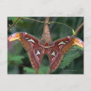 Search for emerging postcards Wildlife