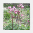 Recherche de columbines magnets Colombin