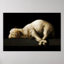 Search for sacrificial lamb Jesus
