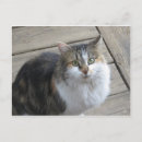 Search for long haired cat postcards Cats