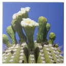 Recherche de tucson carreaux Arizona