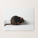 Recherche de rat puzzles Mignon