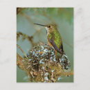 Search for birds of america postcards Wild