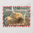 Search for cow christmas cards Heifer