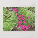 Search for pansy cards invites Pink
