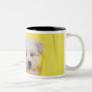 Search for maltese dog mugs Cute