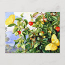 Search for foliage postcards Tropical