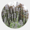 Search for garden herb stickers Flowers