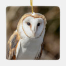 Search for barn owl ornaments Nature