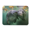 Search for sea cow magnets Florida