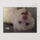 Recherche de bichon frise postcards Blanc