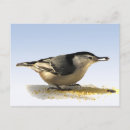 Search for white breasted nuthatch postcards Nuthatches