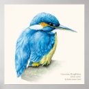 Search for kingfisher posters Ornithology
