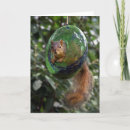 Search for feeder cards Squirrel