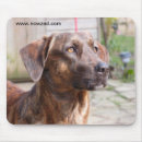 Search for rescued dog mousepads Dogs