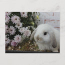 Recherche de kaninchen Hase