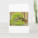 Search for bonsai tree cards Trees