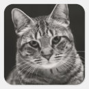 Search for tabby kitten stickers Baby animals