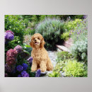 Search for standard poodle art Poodles