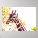 Search for giraffe portrait posters Outdoors