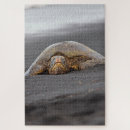 Recherche de turtle puzzles Hawaii