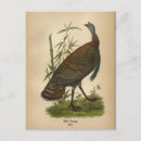 Search for audubon postcards Vintage