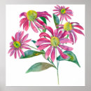 Search for echinacea posters Watercolor