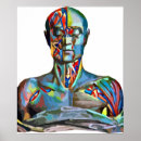Search for muscle man posters Male
