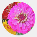 Search for zinnia stickers Colourful