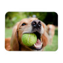 Search for fetch magnets Animal