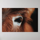 Recherche de cheval foncé posters Nature
