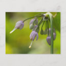 Recherche de fleurs lilas cartes postales Fleur sauvage