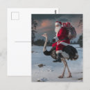 Search for funny ostrich postcards Wildlife