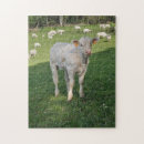 Recherche de veaux puzzles Bétail