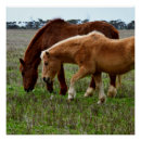 Search for mares posters Grazing