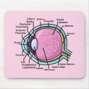 Search for human eye electronics Anatomy