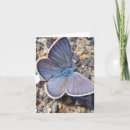 Search for blue butterfly note cards Cute