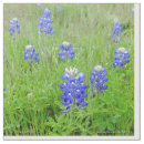 Search for bonnet Texas