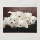 Search for littering postcards Puppies