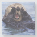 Recherche de surf bar Animal