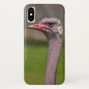 Search for comical birds iphone cases Animal