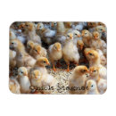 Recherche de poulet magnets Cuisine