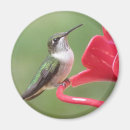Search for ruby throated magnets Birds