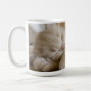 Search for sleeping kitten mugs Domestic cat