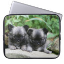 Recherche de chiwawa ordinateurs portables protections Photographe canin