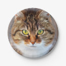 Search for cat face plates Feline