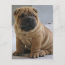 Search for chinese shar pei postcards Puppy
