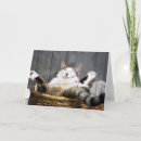 Search for in bed cards Feline